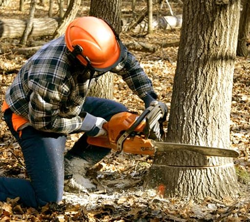 Tree Removal in Selma, VA
